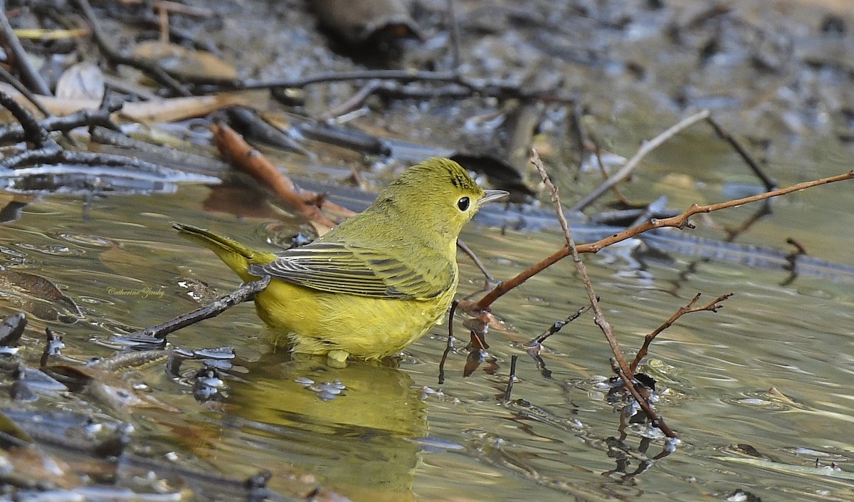 Yellow Warbler - ML624607573