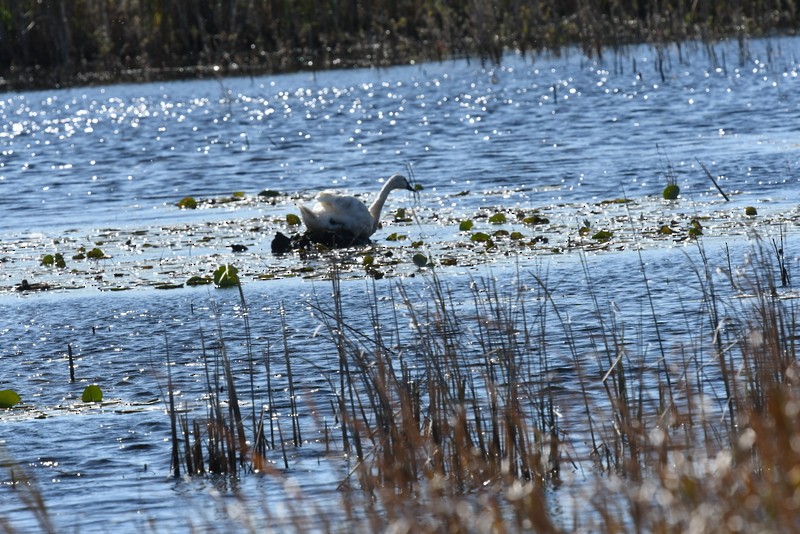 Trumpeter Swan - ML624607578