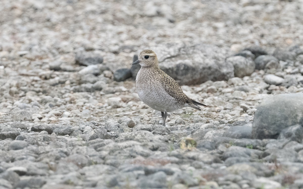 European Golden-Plover - ML624607638