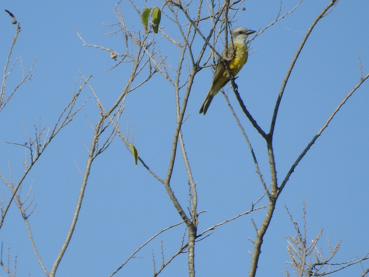 Couch's Kingbird - ML624607893