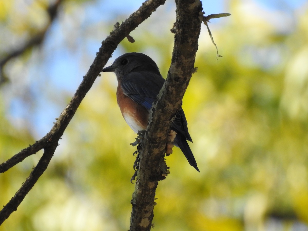 Eastern Bluebird - ML624607921