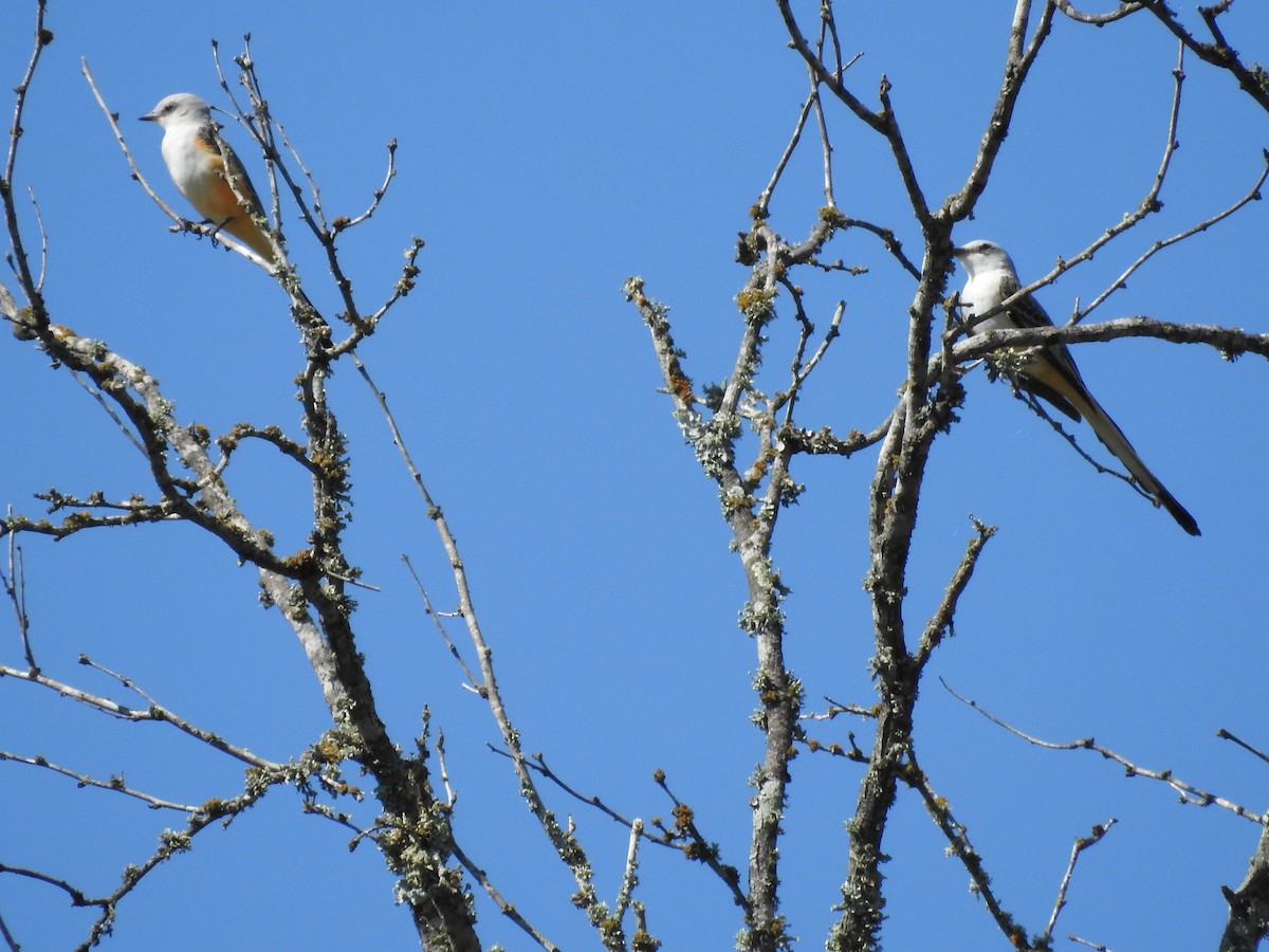 Scissor-tailed Flycatcher - ML624607939