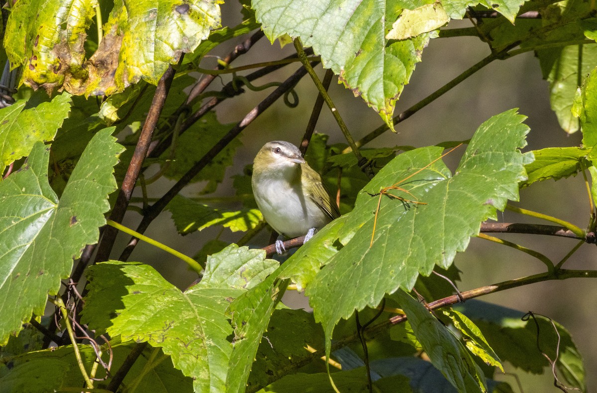 Rotaugenvireo - ML624607967