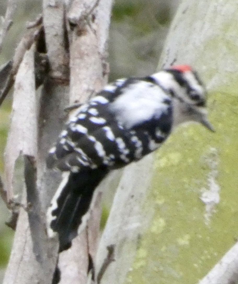 Downy Woodpecker - ML624607968