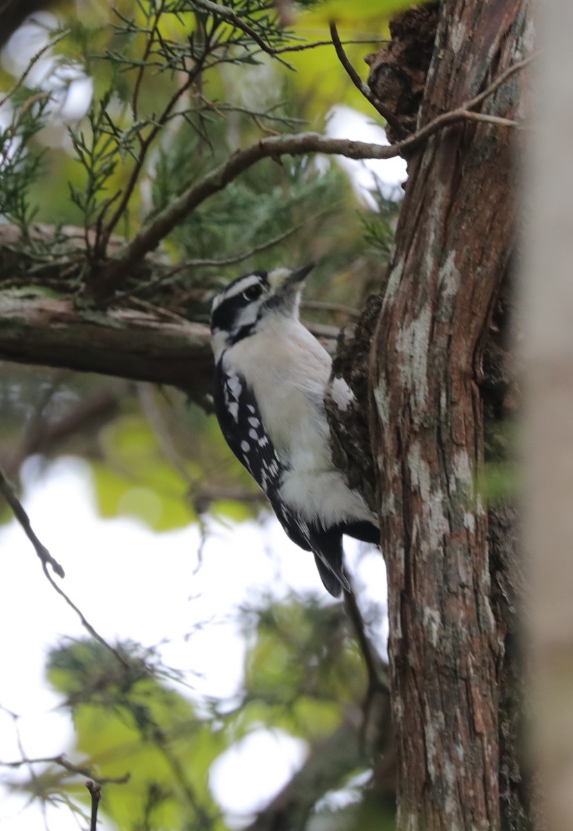 Downy Woodpecker - ML624608030