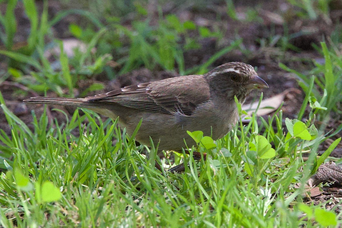 Streaky-headed Seedeater - ML624608116