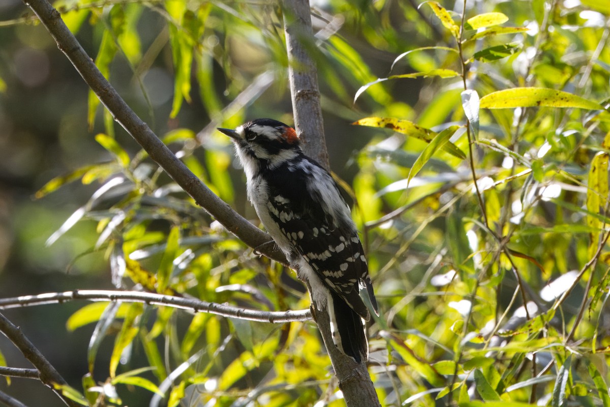 Downy Woodpecker - ML624608131