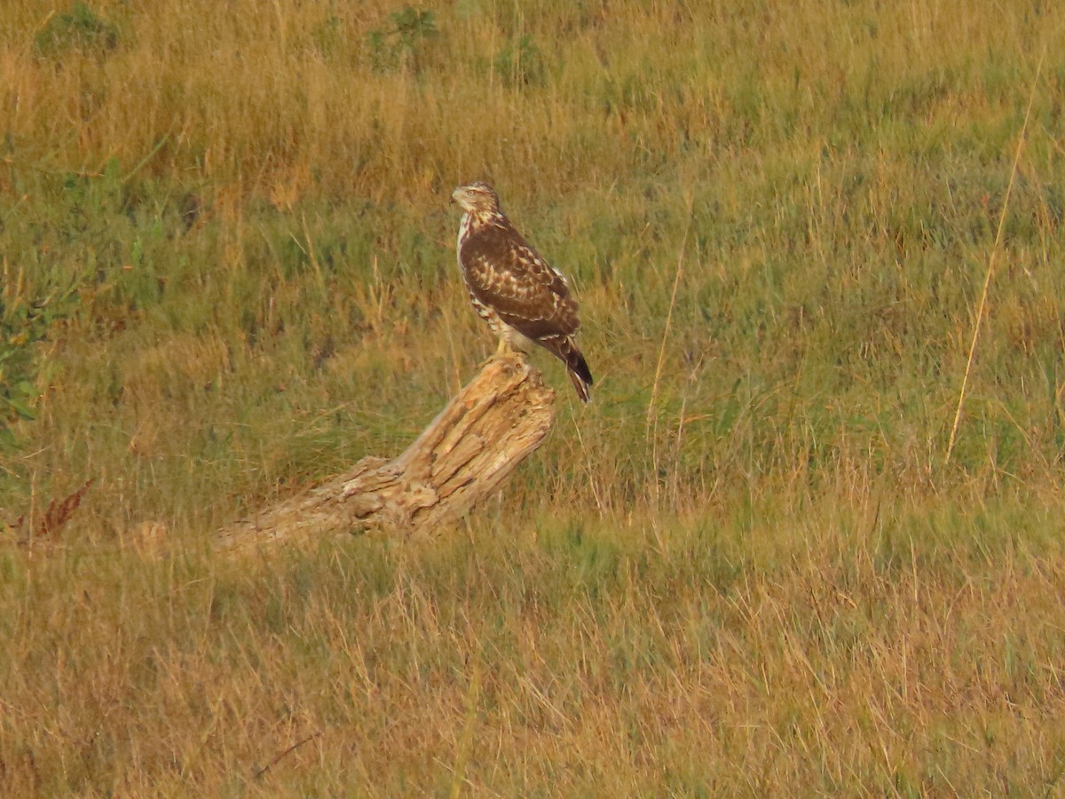 Red-tailed Hawk - ML624608133
