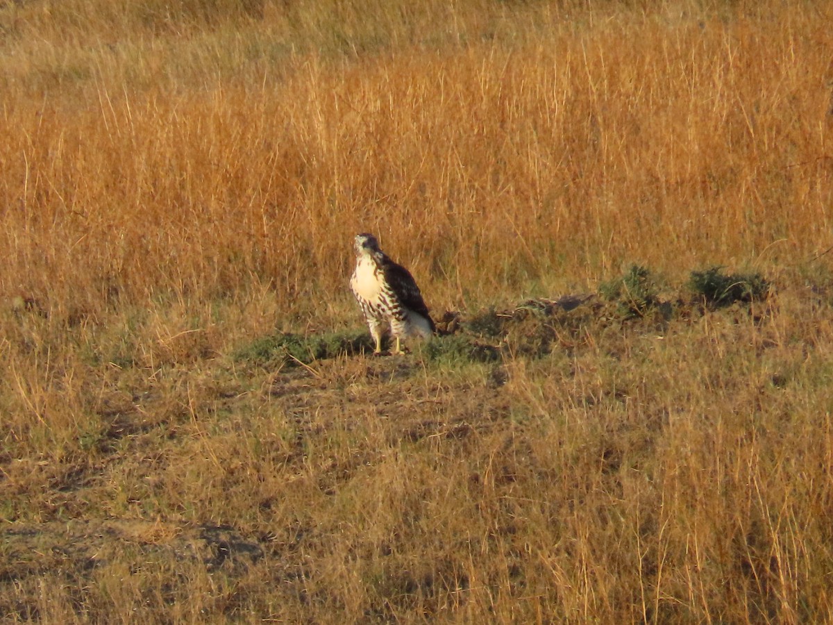 Red-tailed Hawk - ML624608134