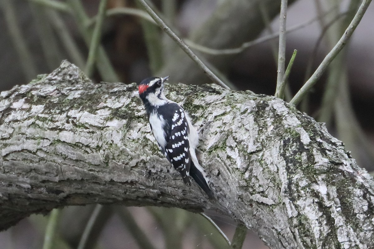 Downy Woodpecker - ML624608280