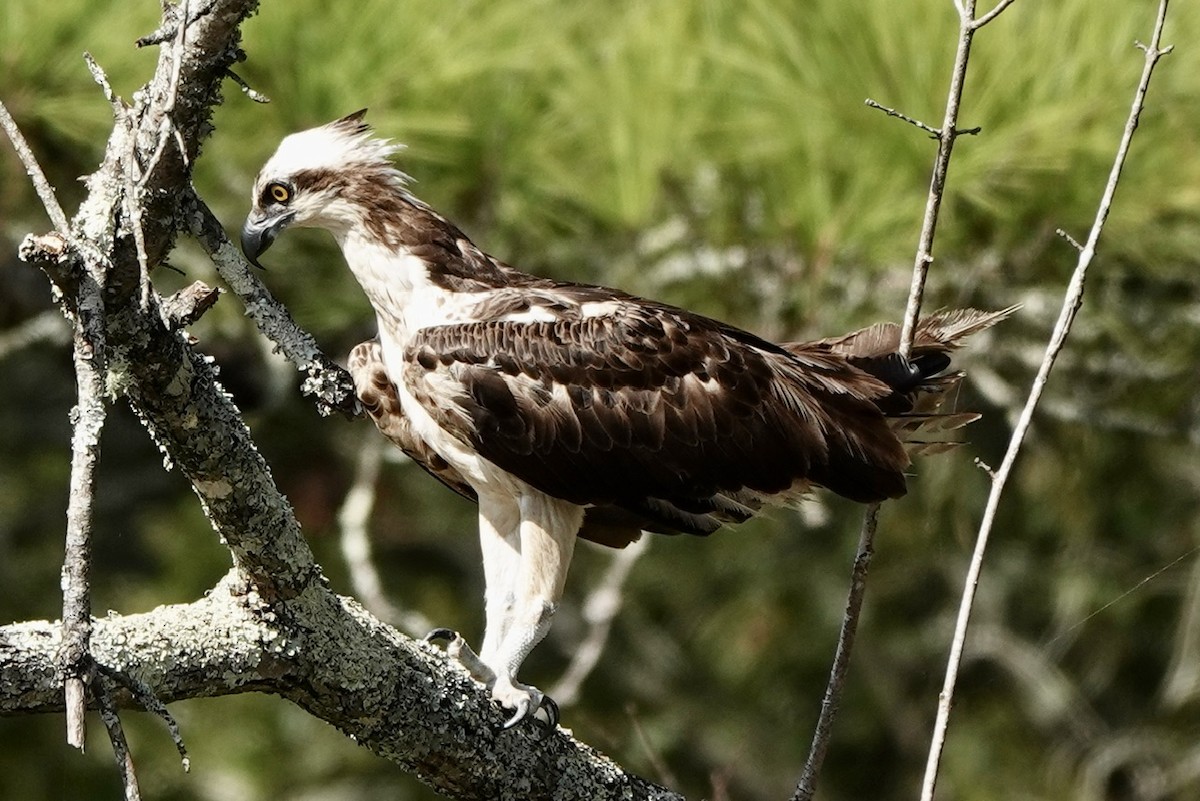 Osprey - ML624608343