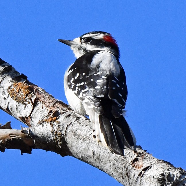 Downy Woodpecker - ML624608496