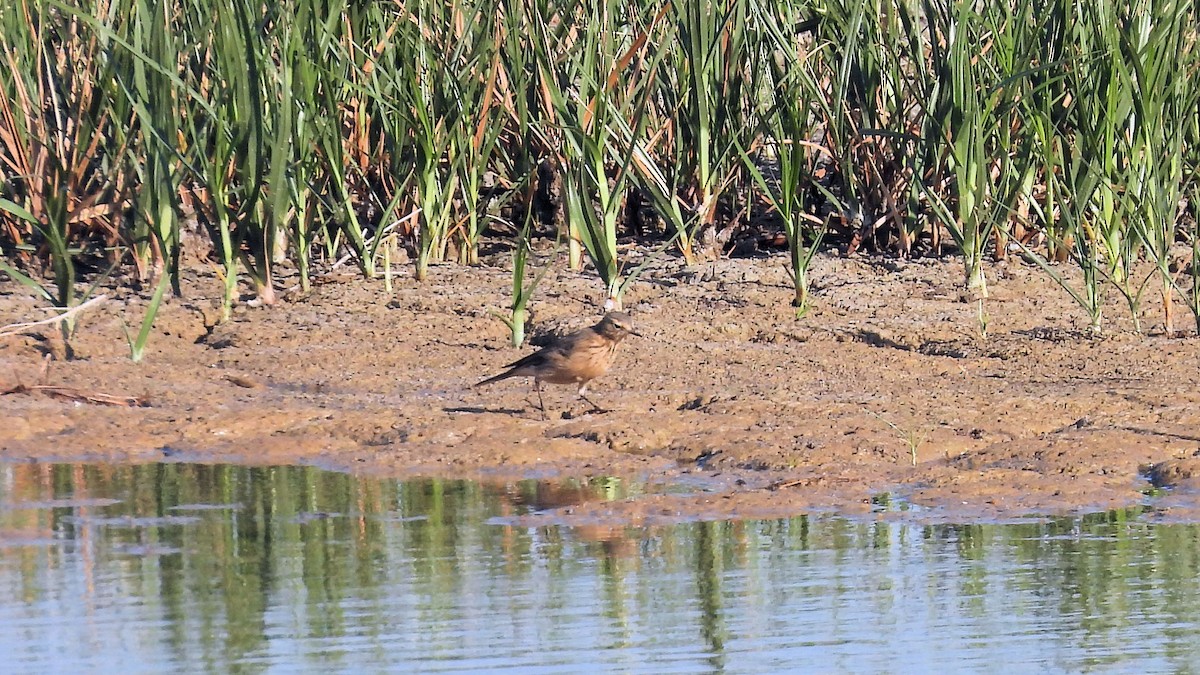 American Pipit - ML624608542