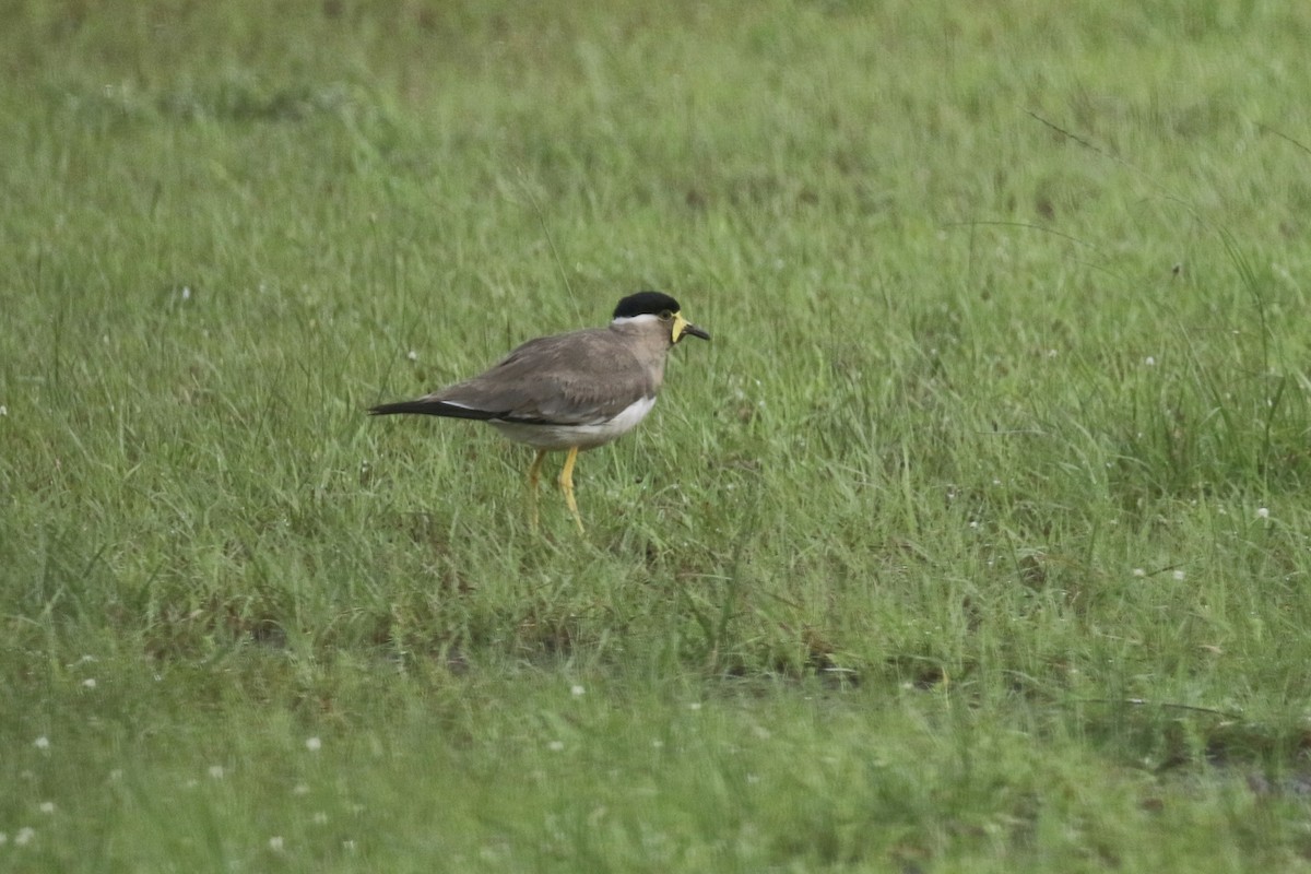 Yellow-wattled Lapwing - ML624608692