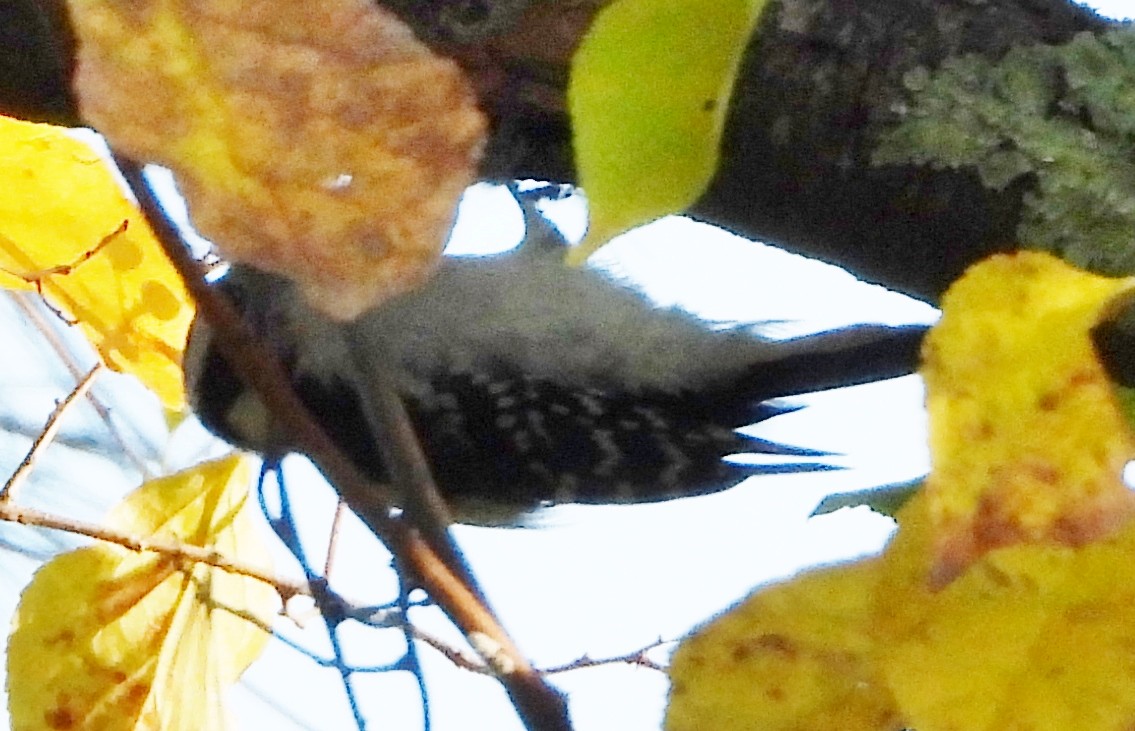 Downy Woodpecker - ML624608721