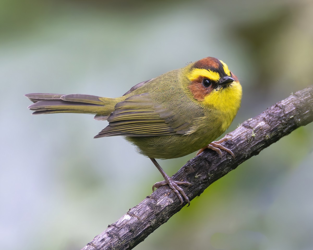 Golden-browed Warbler - Mark Sawyer