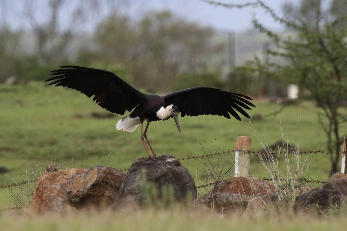 Asian Woolly-necked Stork - ML624608850