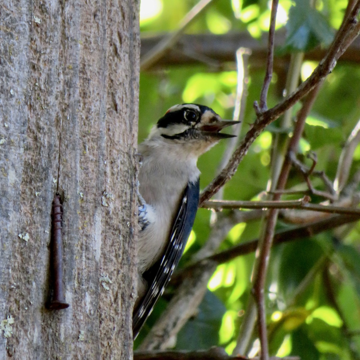 Downy Woodpecker - ML624608895