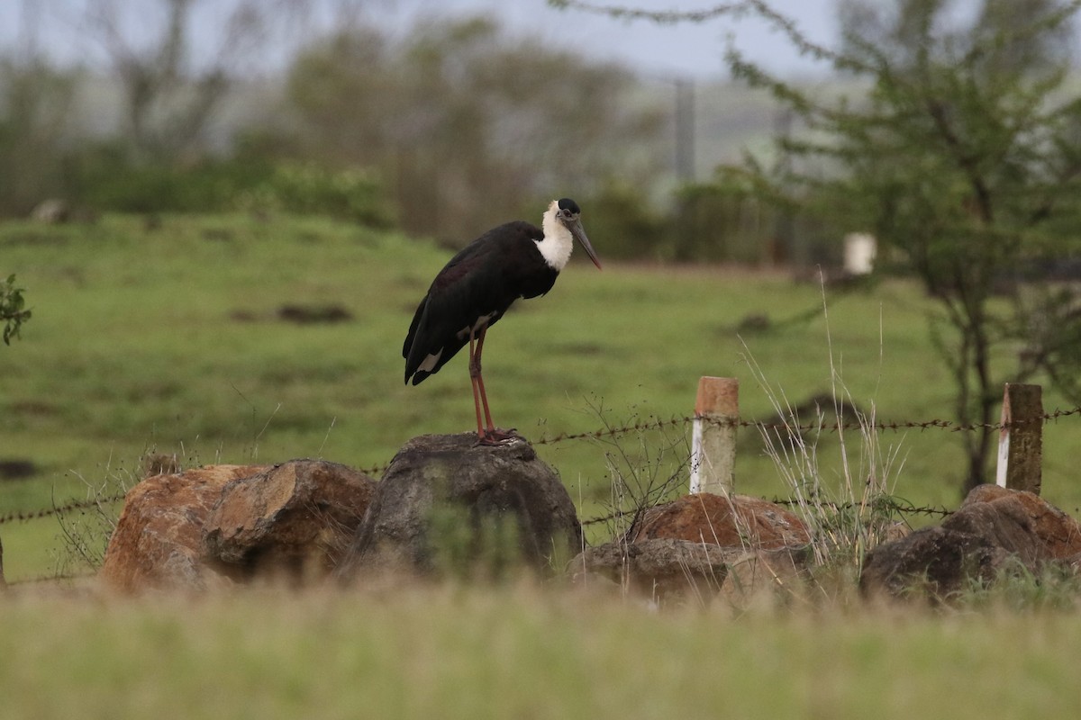 Asian Woolly-necked Stork - ML624608902