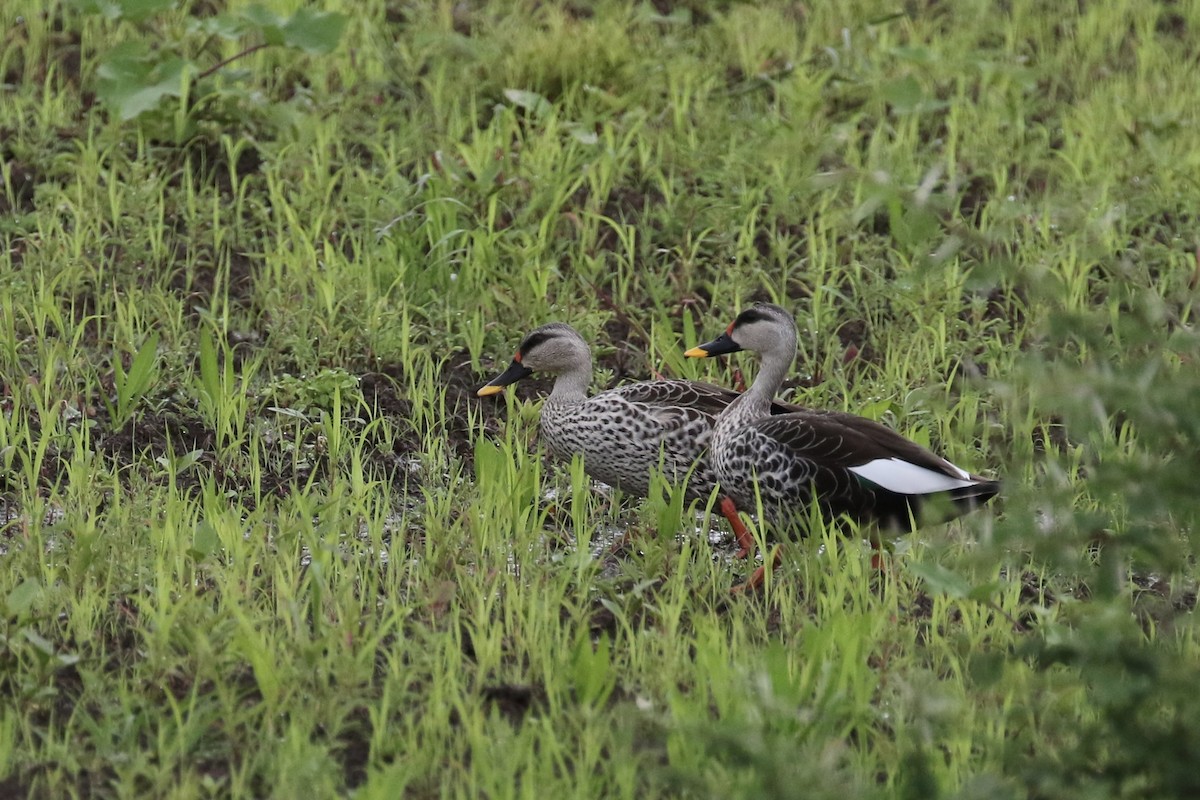 Indian Spot-billed Duck - ML624609010