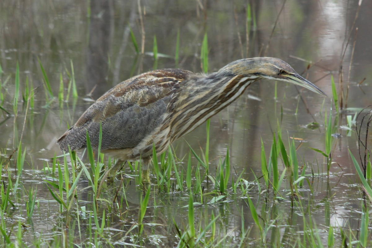 American Bittern - ML62460911