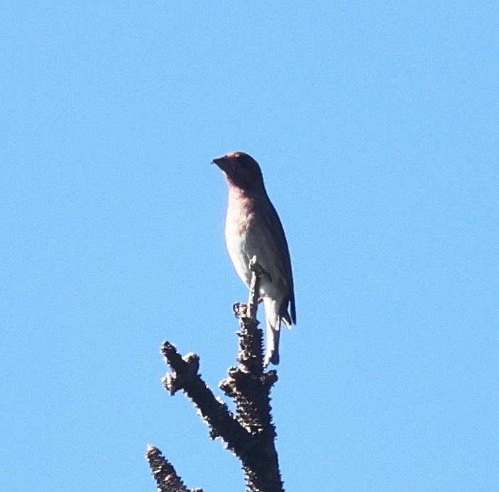 Purple Finch (Western) - ML624609215