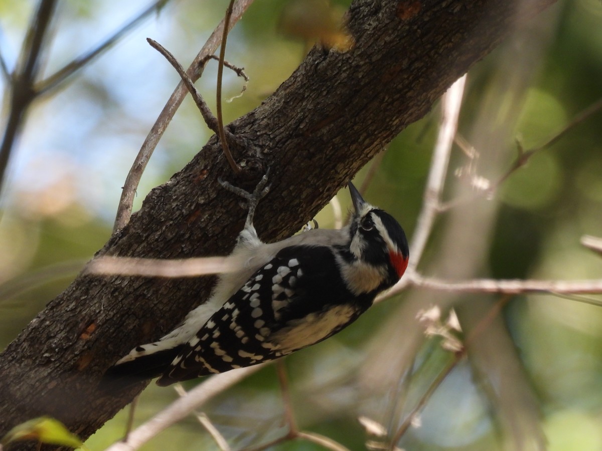 Downy Woodpecker - ML624609326