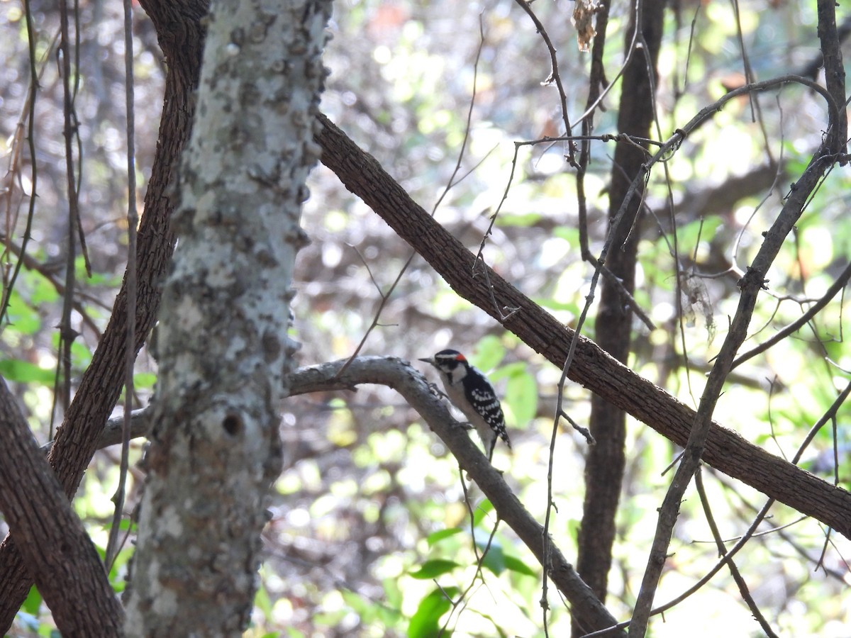 Downy Woodpecker - ML624609336