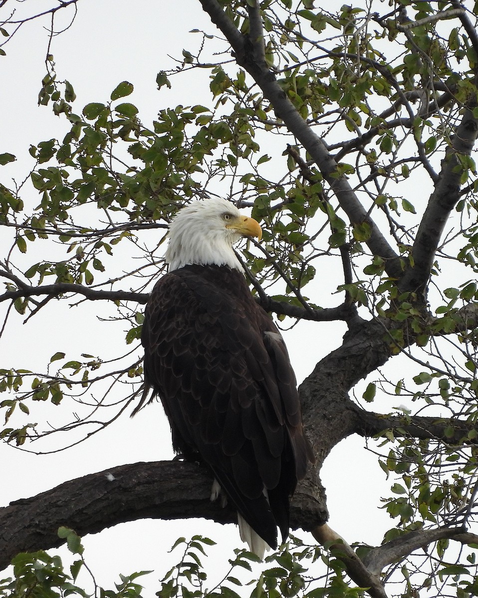 Weißkopf-Seeadler - ML624609408