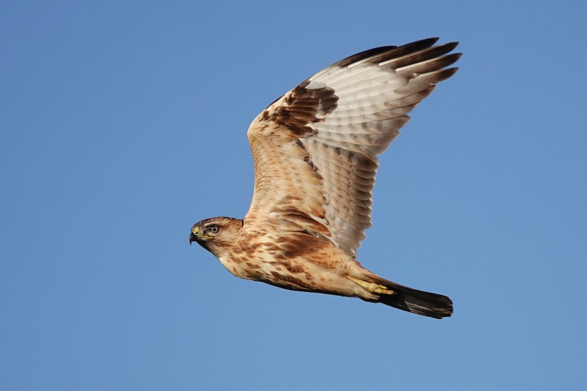 Long-legged Buzzard (Atlas) - ML624609457