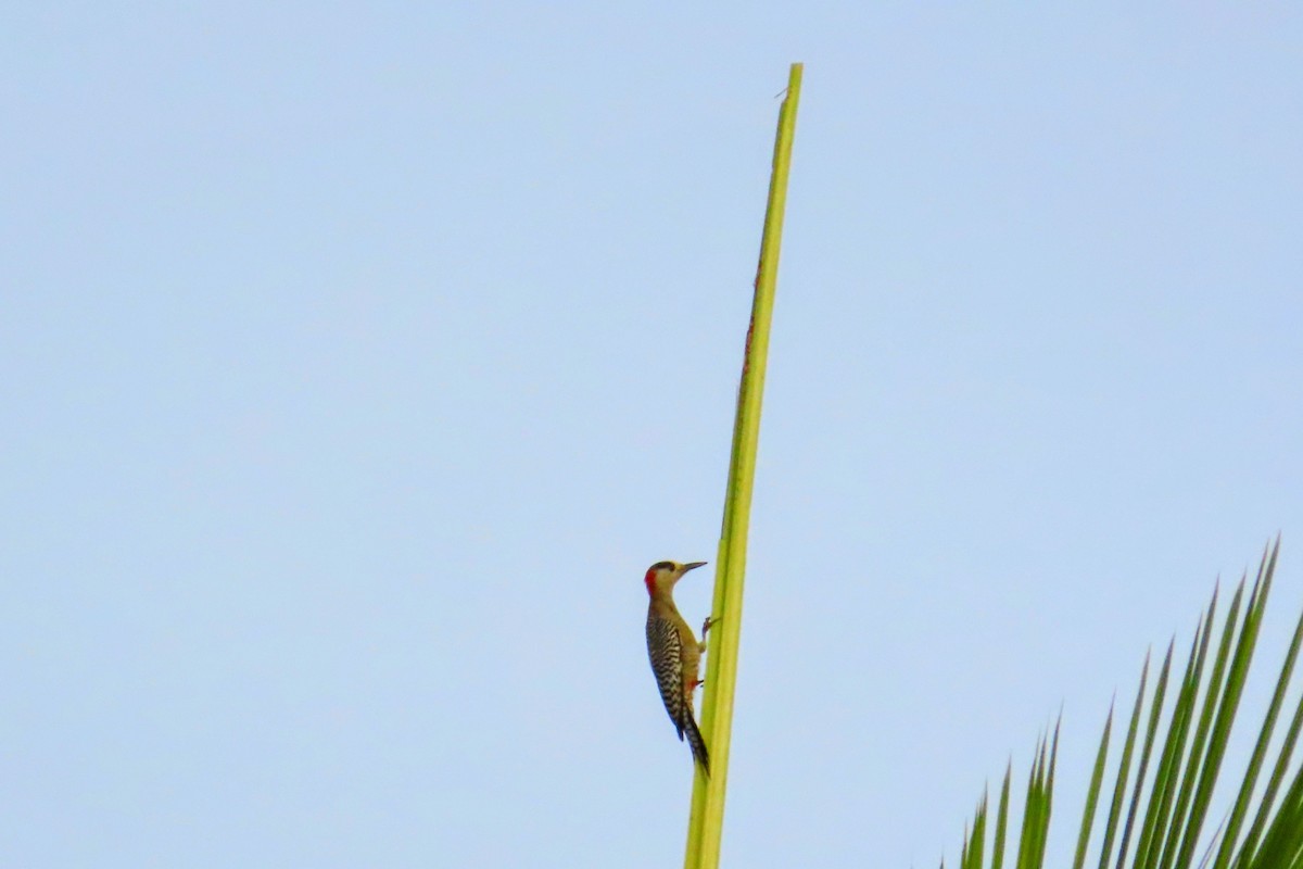 West Indian Woodpecker - ML624609561