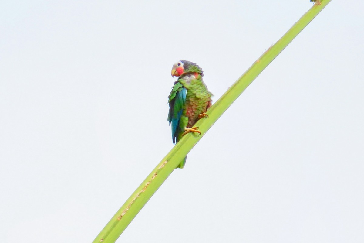 Cuban Amazon - ML624609588