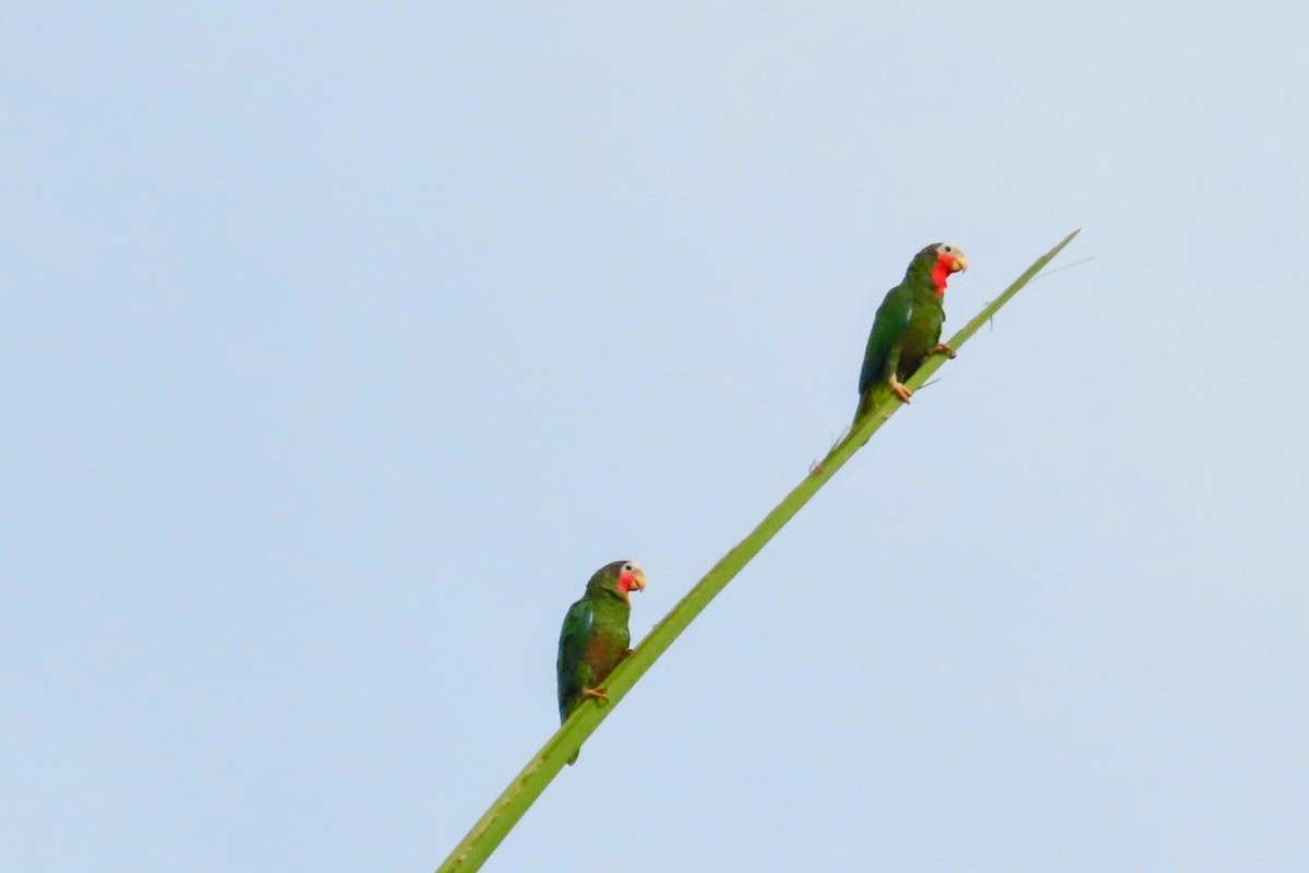 Cuban Amazon - ML624609589