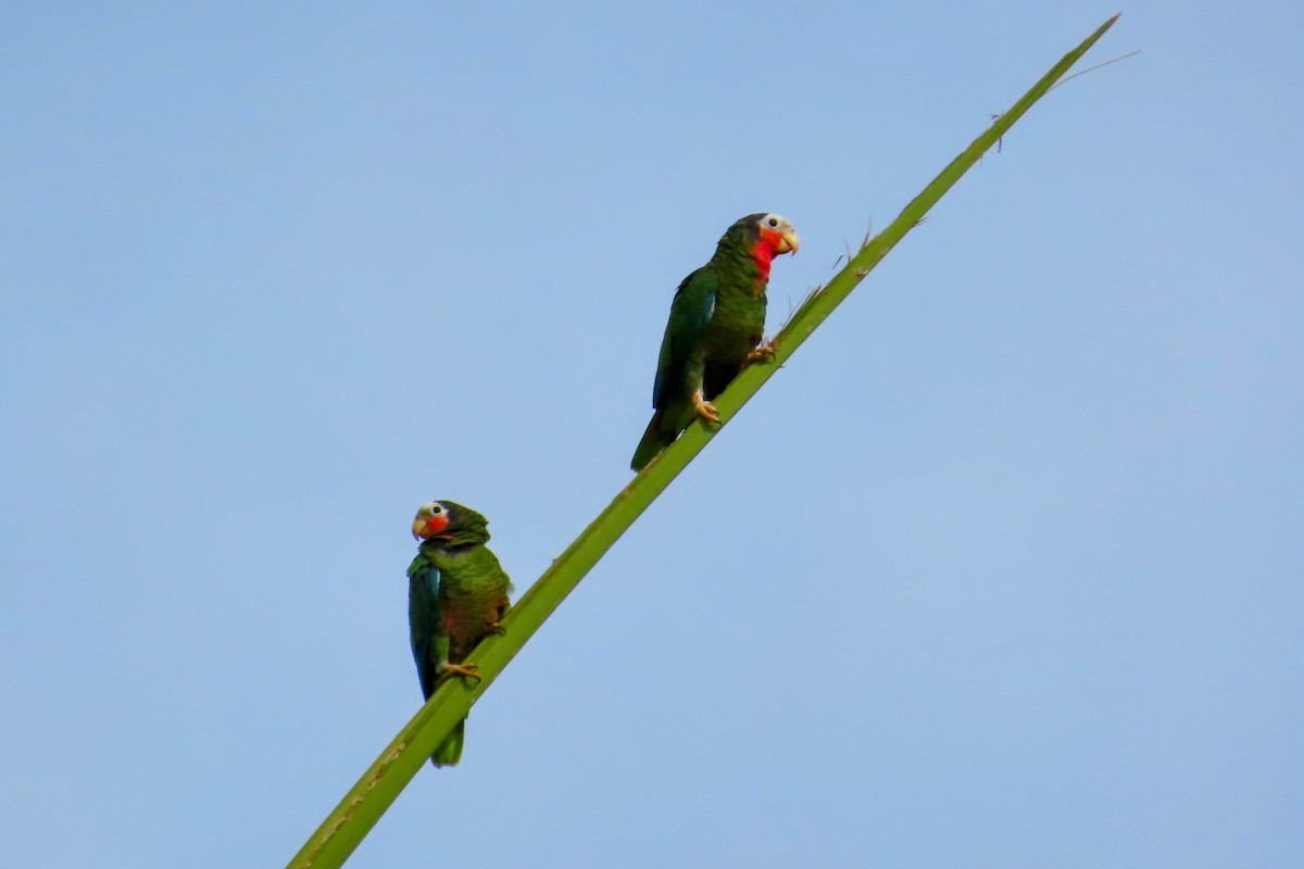 Cuban Amazon - Johanne Simard