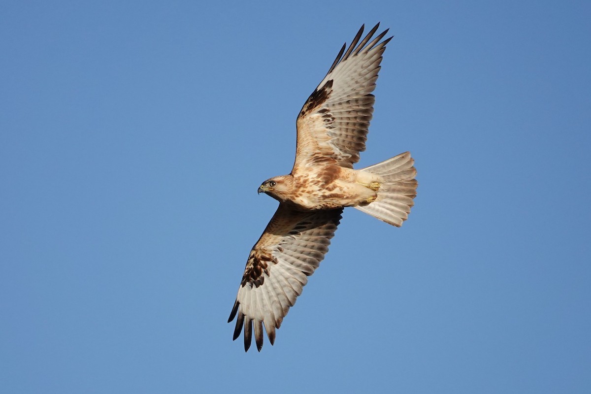 Long-legged Buzzard (Atlas) - ML624609600