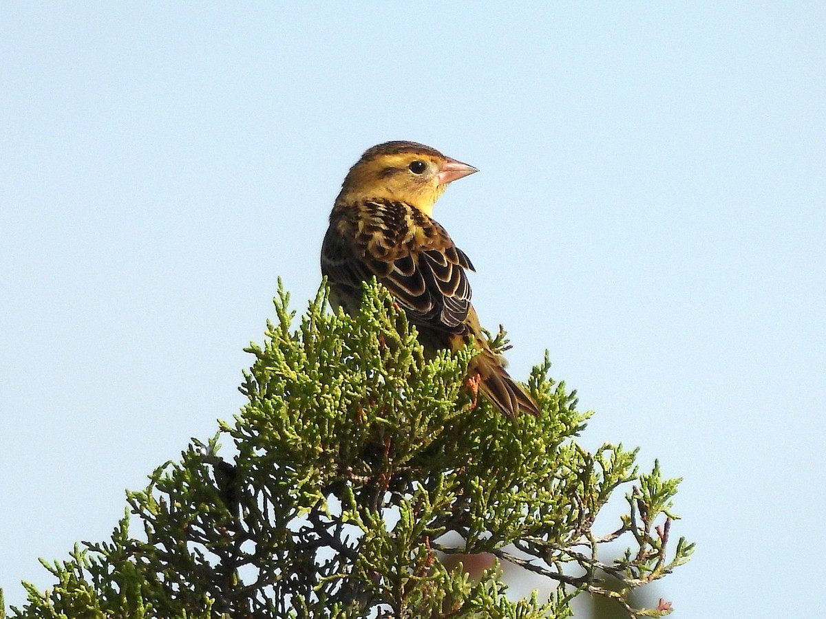 Bobolink - ML624609623