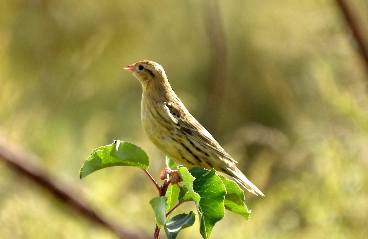 Bobolink - ML624609624