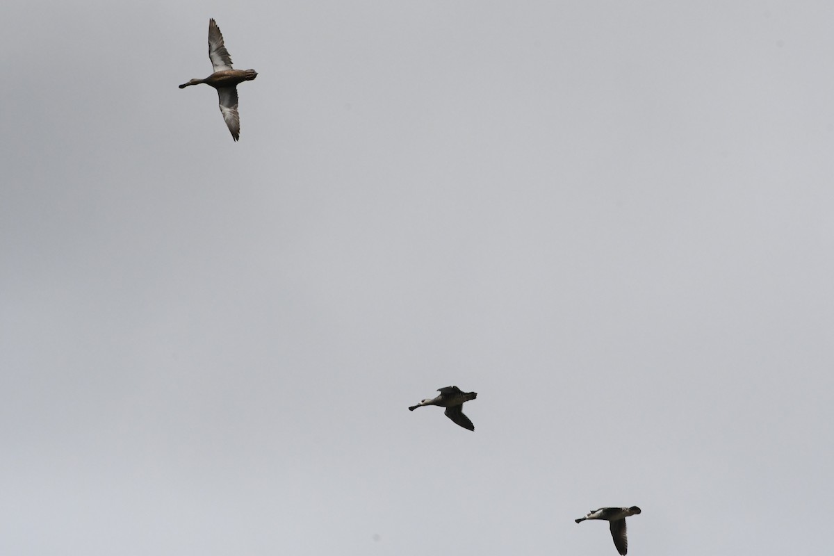 Pink-eared Duck - ML624609724