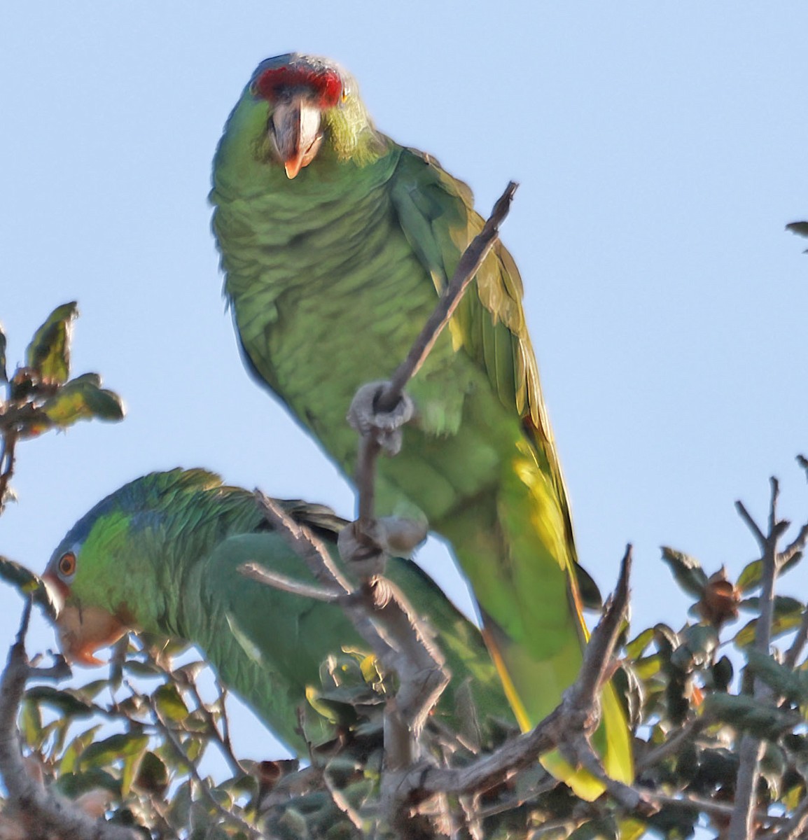 Lilac-crowned Amazon - ML624609726