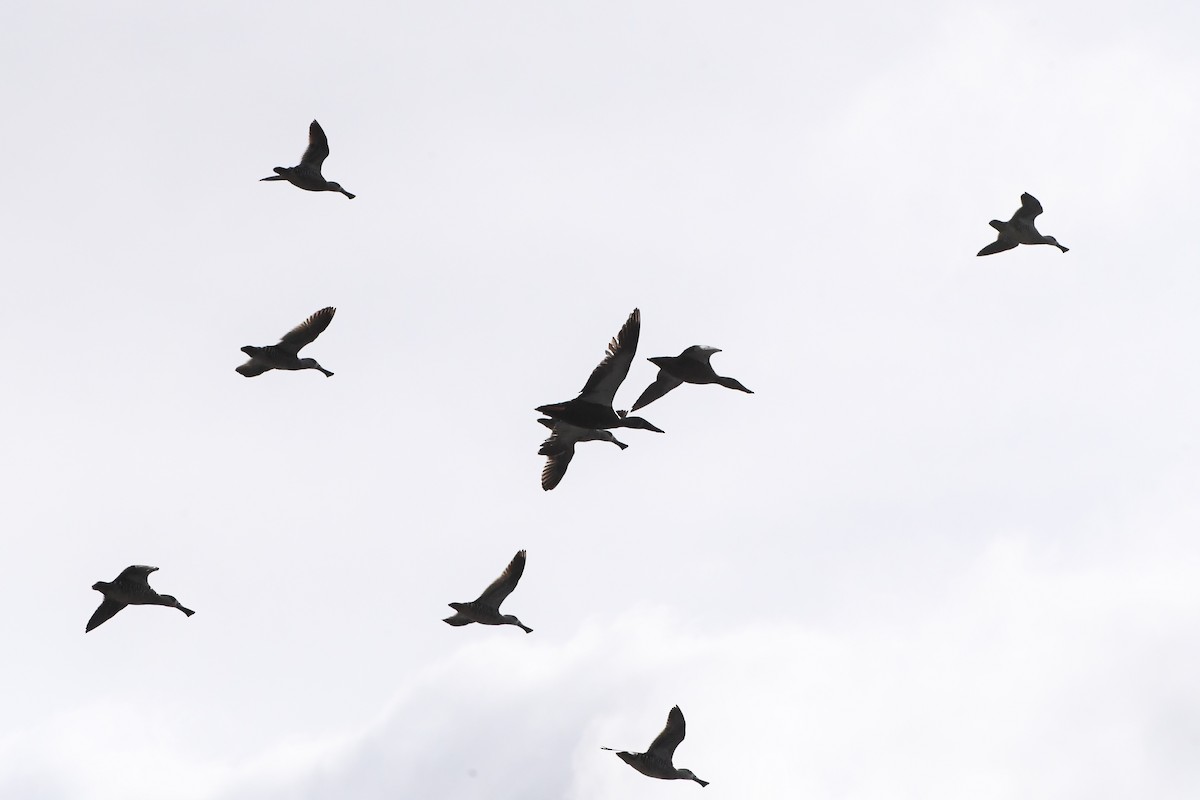 Pink-eared Duck - ML624609727