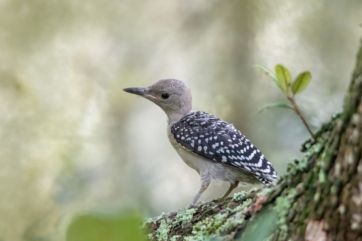 Red-bellied Woodpecker - Nina Ehmer