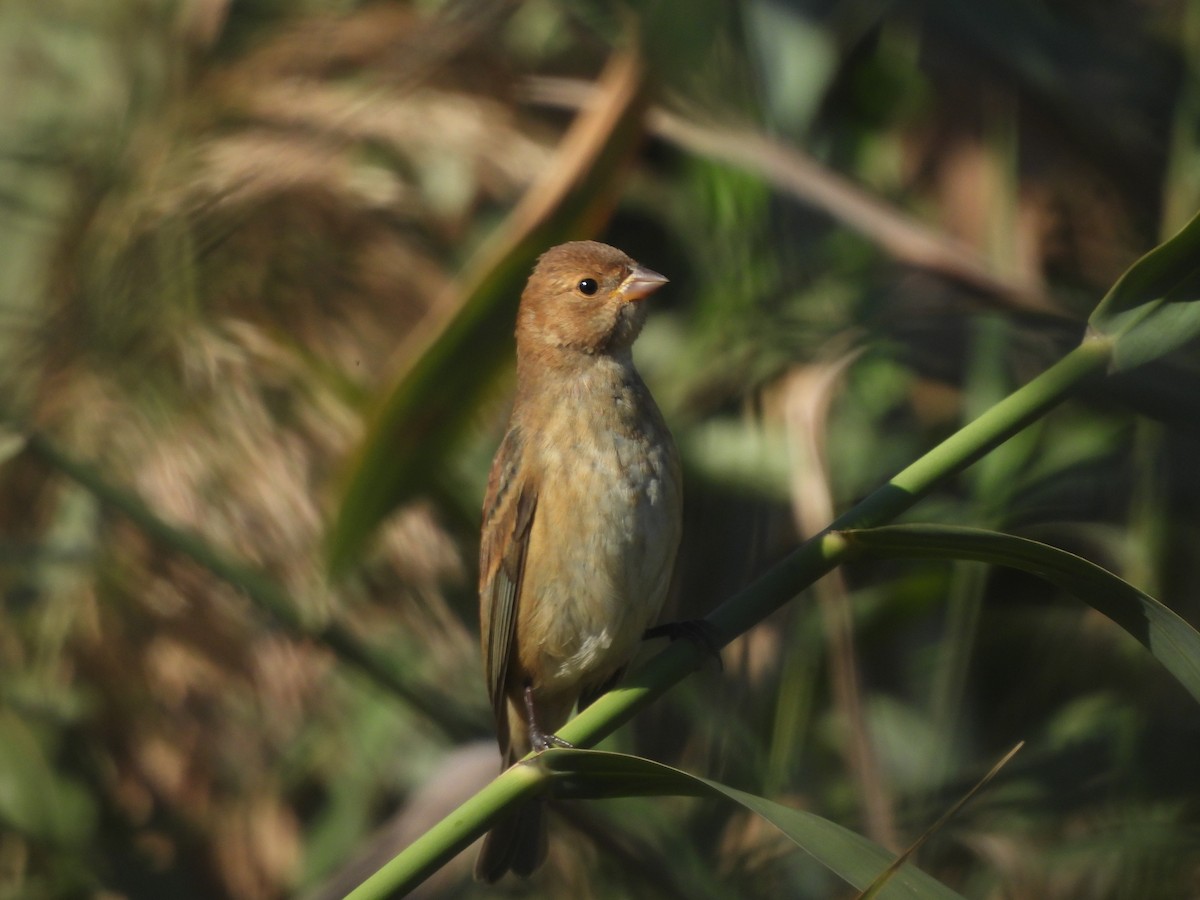 Indigo Bunting - ML624609901