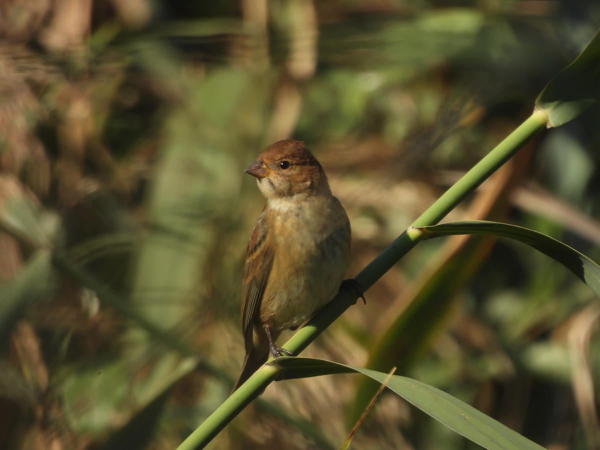 Indigo Bunting - ML624609902