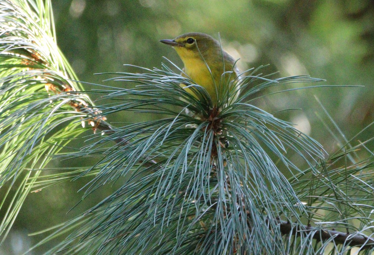 Pine Warbler - ML624609931