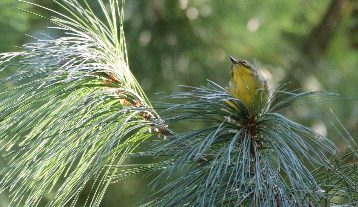 Pine Warbler - ML624609932