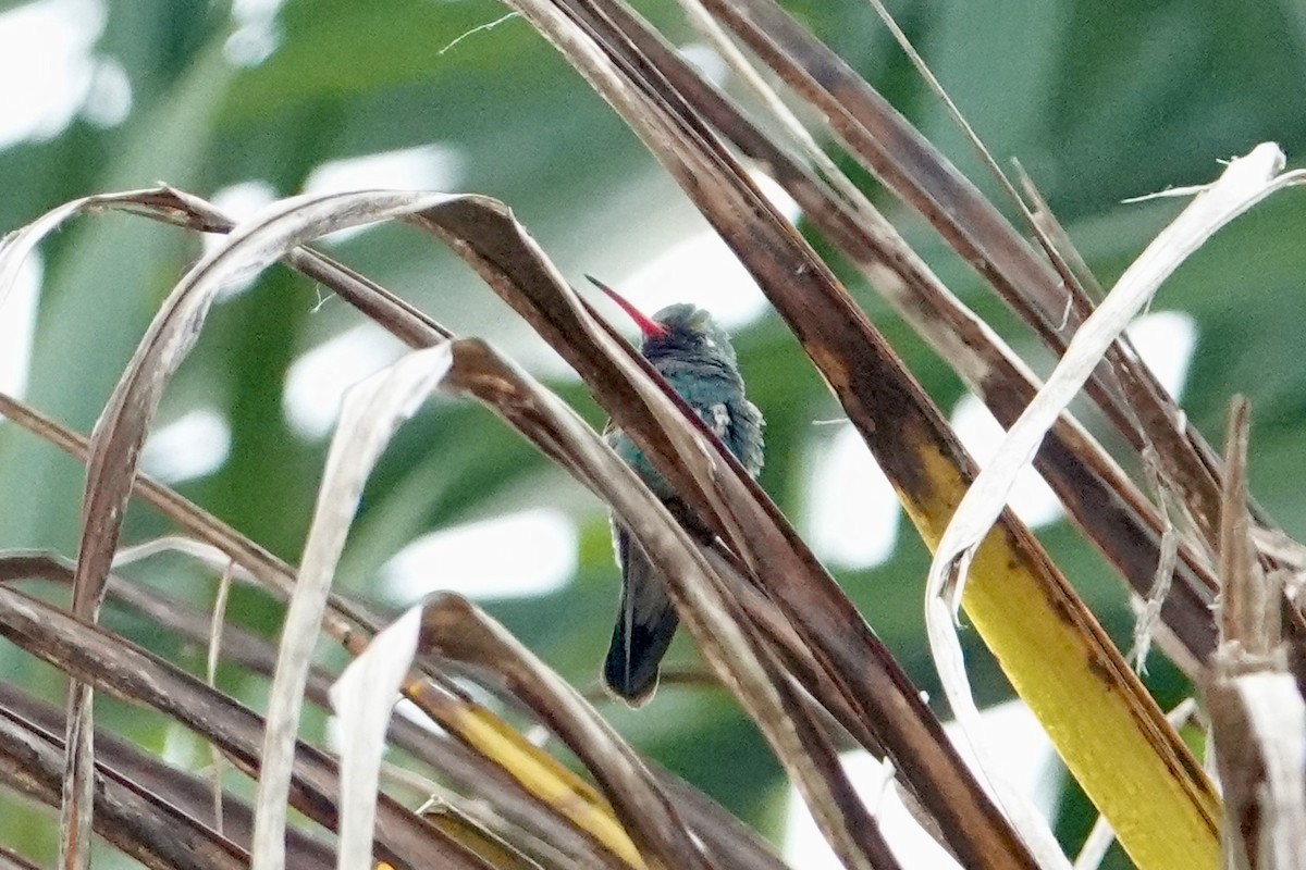 Broad-billed Hummingbird - ML624610025