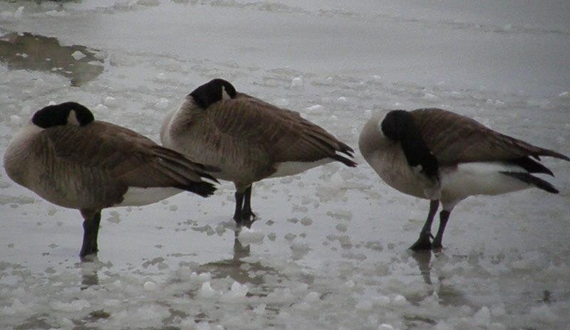 Canada Goose - ML624610102