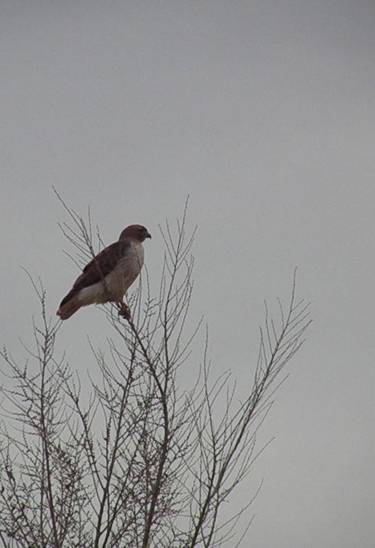 Red-tailed Hawk - ML624610116