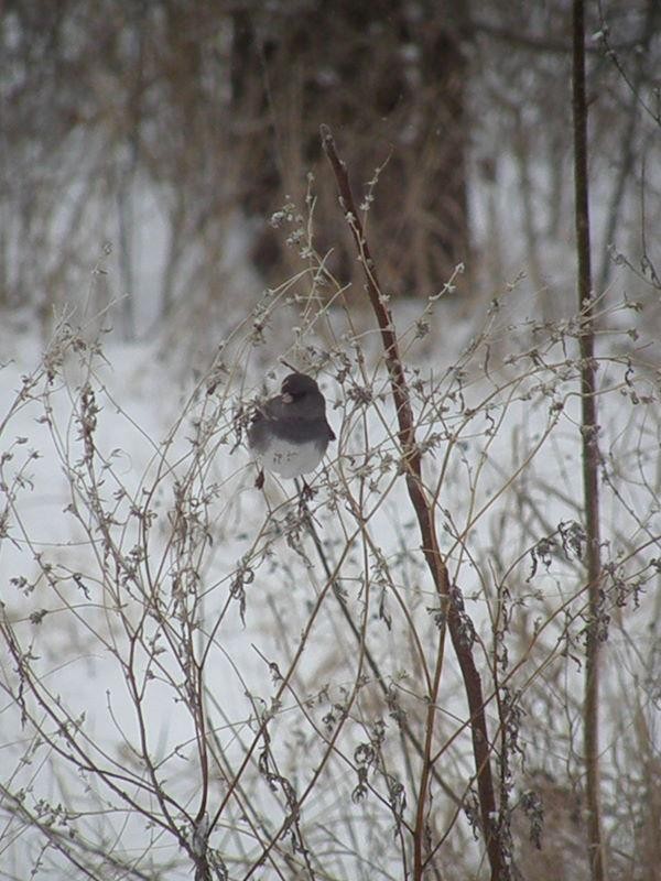 Dark-eyed Junco - ML624610123