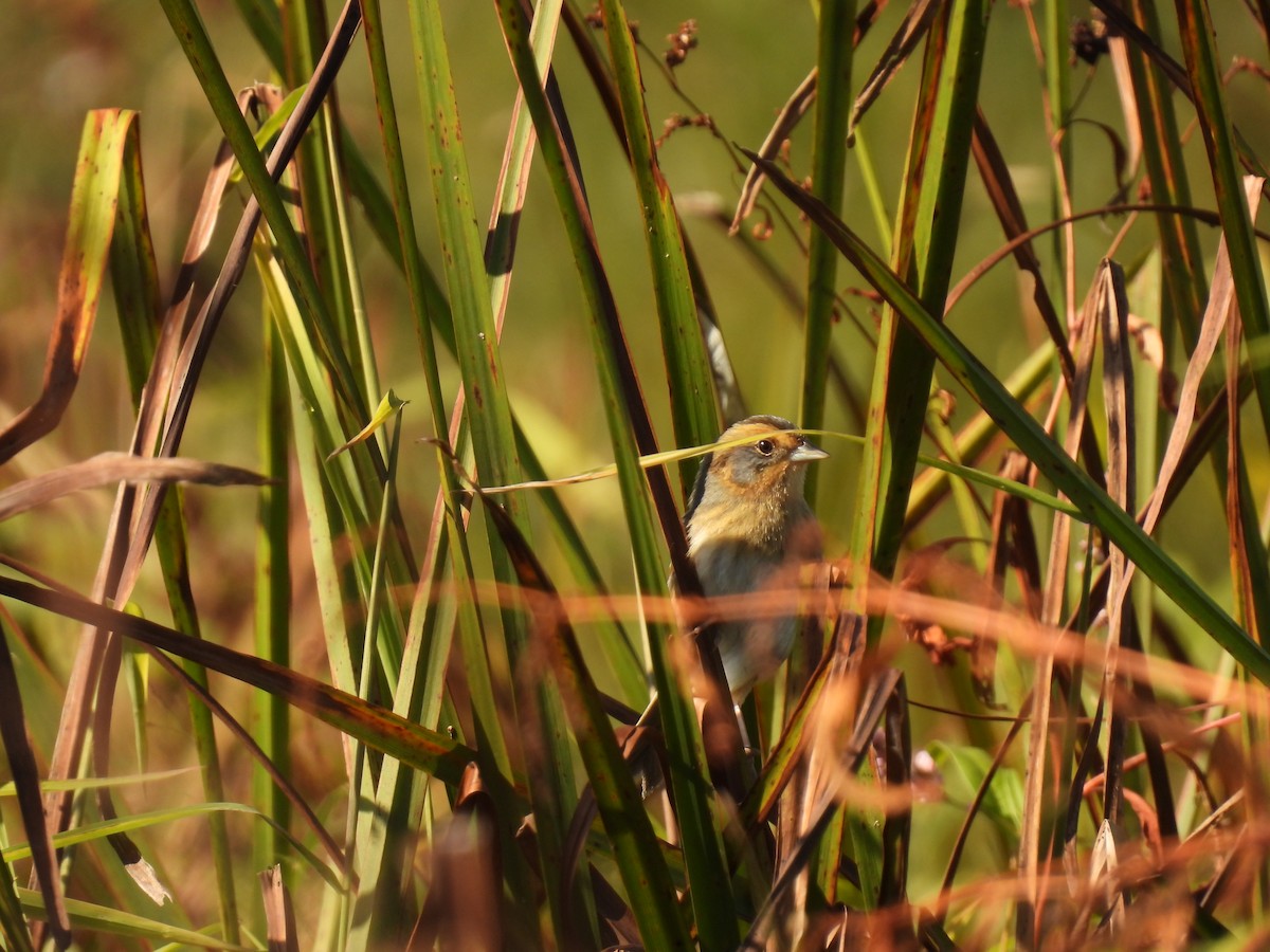 Nelson's Sparrow - John McKay